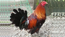 Gia cầm